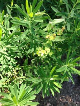 Leafy Spurge