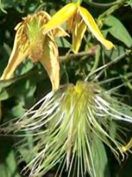 Chinese Clematis
