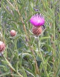 Meadow Knapweed