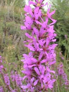 Purple Loosestrife