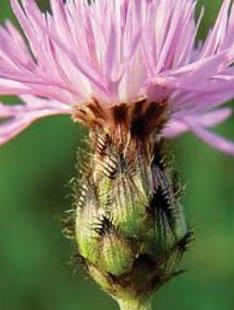 Spotted Knapweed