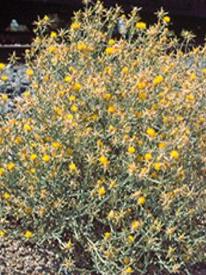 Yellow Starthistle
